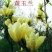 嫁接玉兰矮化盆栽苗高杆绿化带花苞发货包邮