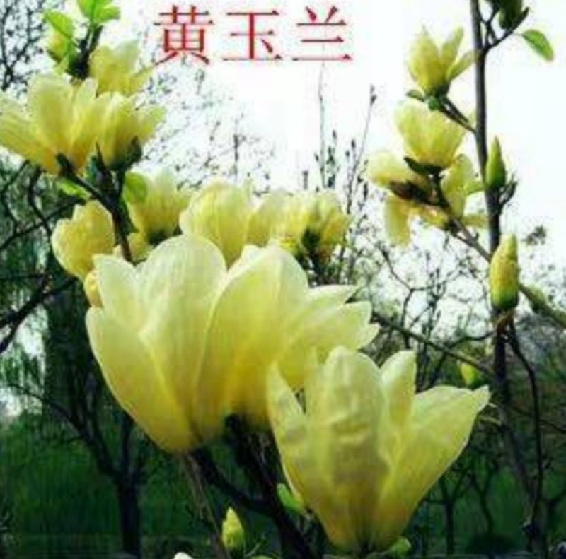 嫁接玉兰矮化盆栽苗高杆绿化带花苞发货包邮