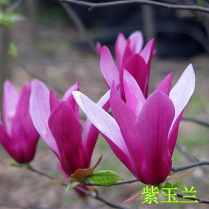 嫁接玉兰矮化盆栽苗高杆绿化带花苞发货包邮