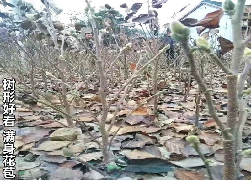 嫁接玉兰矮化盆栽苗高杆绿化带花苞发货包邮