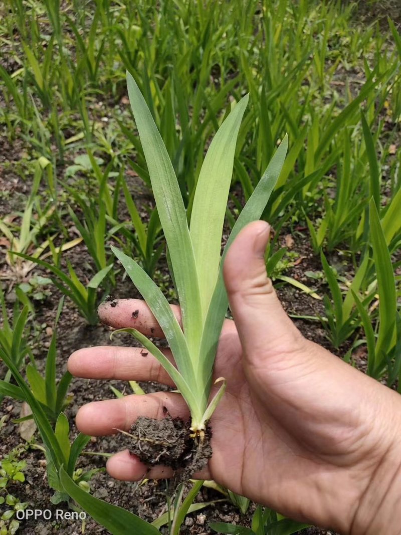 射干苗射干绿化工程苗基地大货直销大量供应量大价优