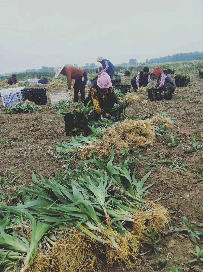 射干苗射干绿化工程苗基地大货直销大量供应量大价优