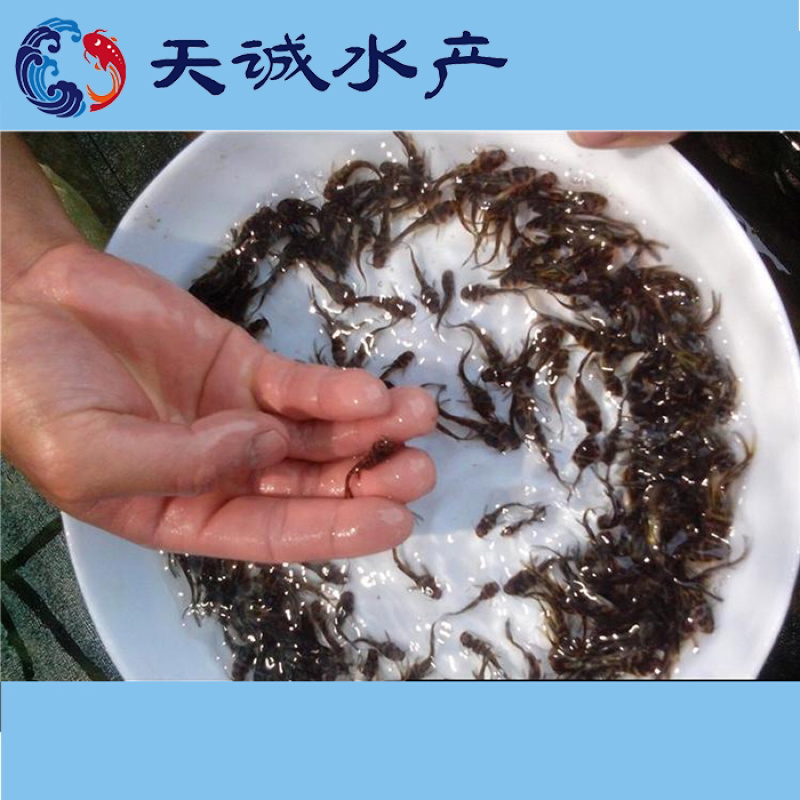 广东黄骨鱼苗黄辣丁鱼苗黄颡鱼苗水花鱼苗基地全国发货