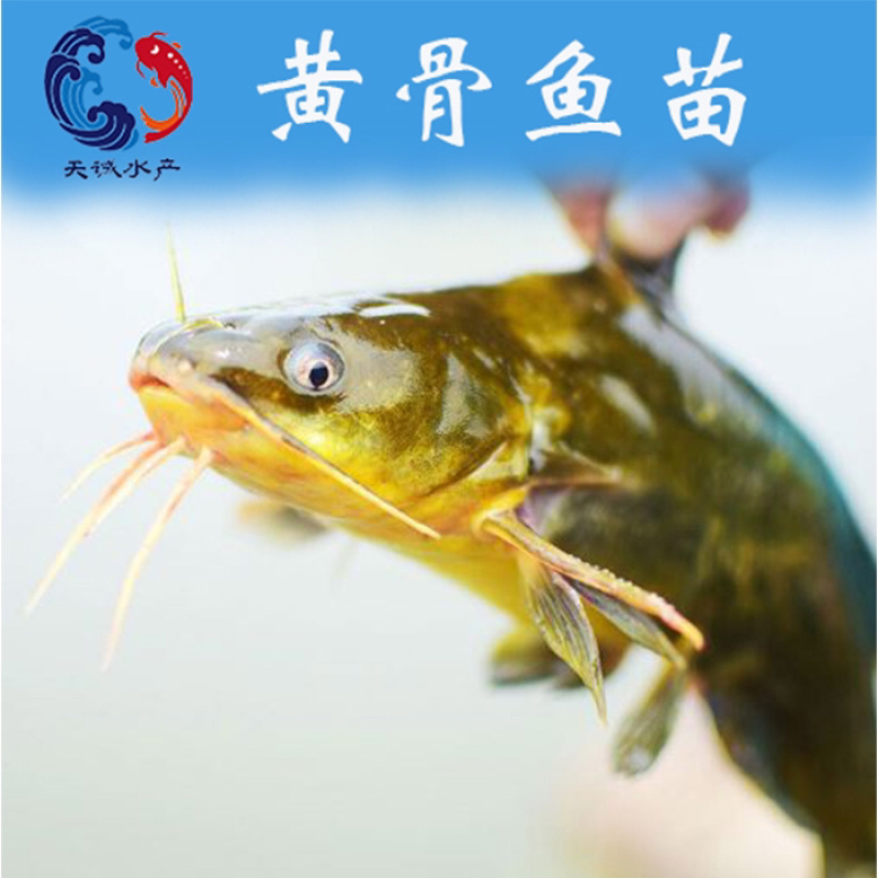 广东黄骨鱼苗黄辣丁鱼苗黄颡鱼苗水花鱼苗基地全国发货