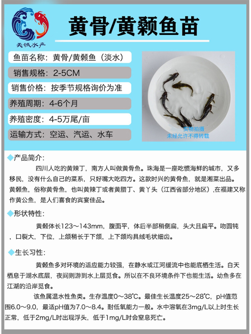广东黄骨鱼苗黄辣丁鱼苗黄颡鱼苗水花鱼苗基地全国发货