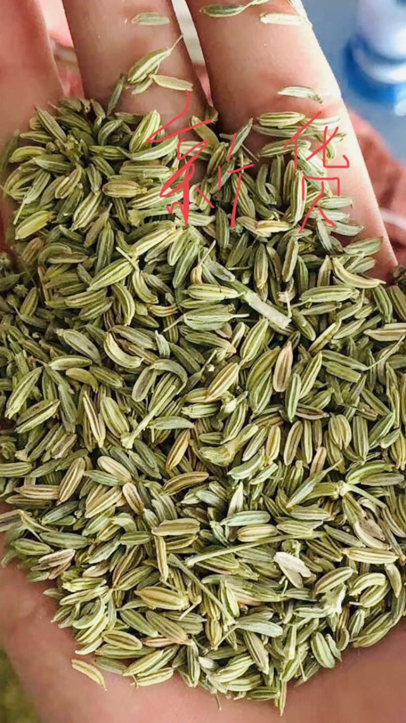 甘肃小茴香产地批发价，质量好、货源充足、量大从优
