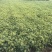 甘肃小茴香产地批发价，质量好、货源充足、量大从优
