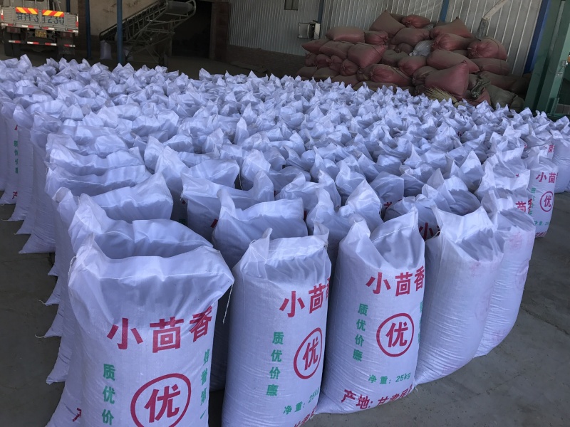 甘肃小茴香产地批发价，质量好、货源充足、量大从优