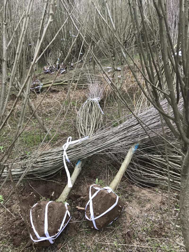 木槿木槿花屏条苗绿化苗木木槿纯瓣木槿量大从优