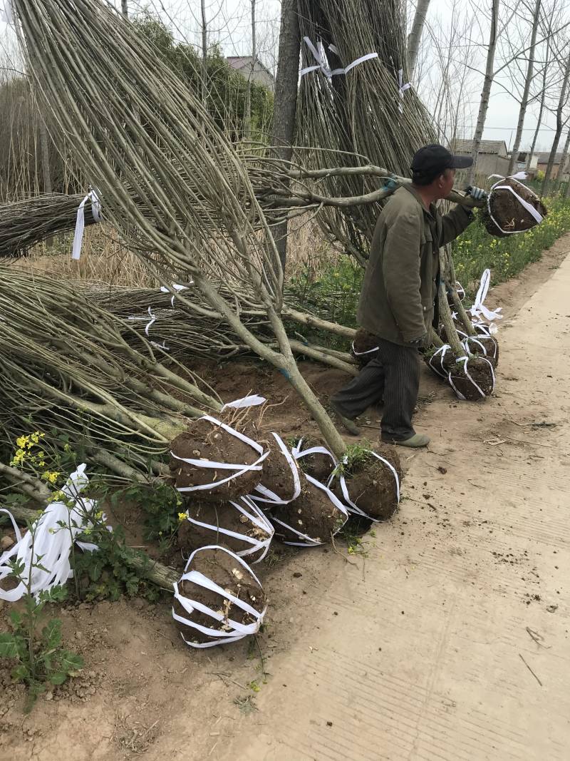 木槿木槿花屏条苗绿化苗木木槿纯瓣木槿量大从优