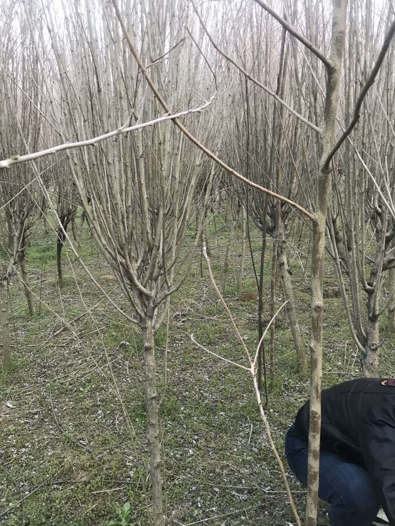 木槿木槿花屏条苗绿化苗木木槿纯瓣木槿量大从优