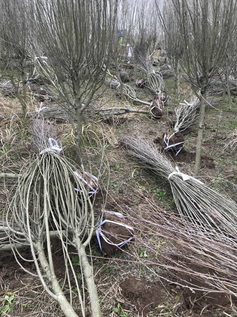 木槿木槿花屏条苗绿化苗木木槿纯瓣木槿量大从优