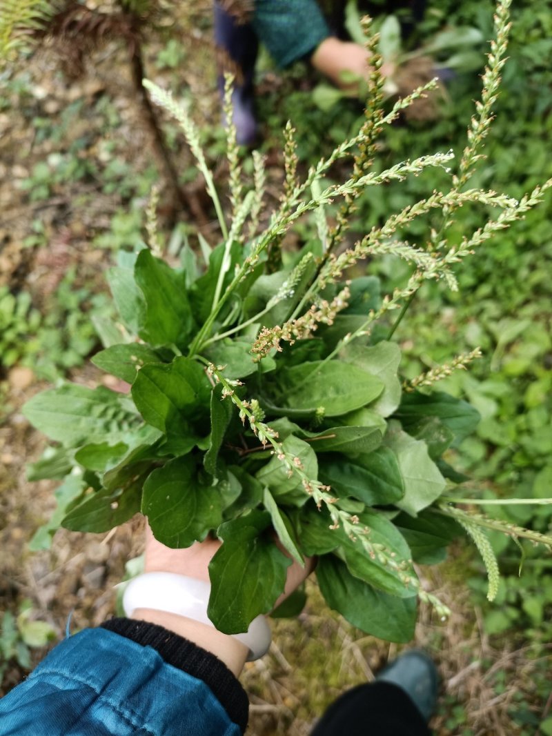 广西河池巴马野生车前草，中药材，现挖现发