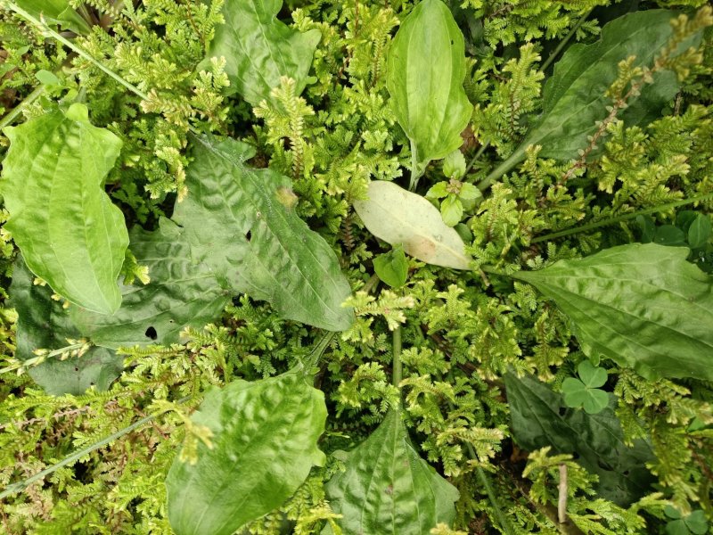 广西河池巴马野生车前草，中药材，现挖现发