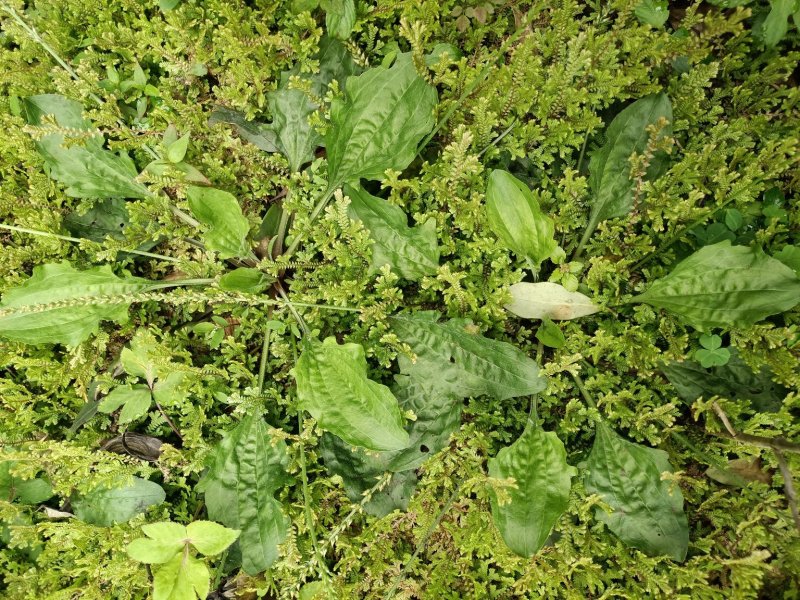 广西河池巴马野生车前草，中药材，现挖现发