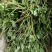 广西河池巴马野生车前草，中药材，现挖现发