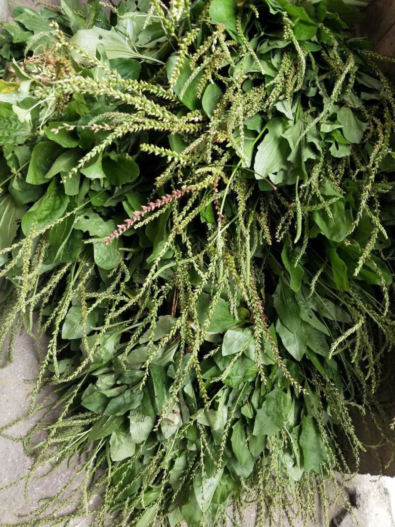 广西河池巴马野生车前草，中药材，现挖现发