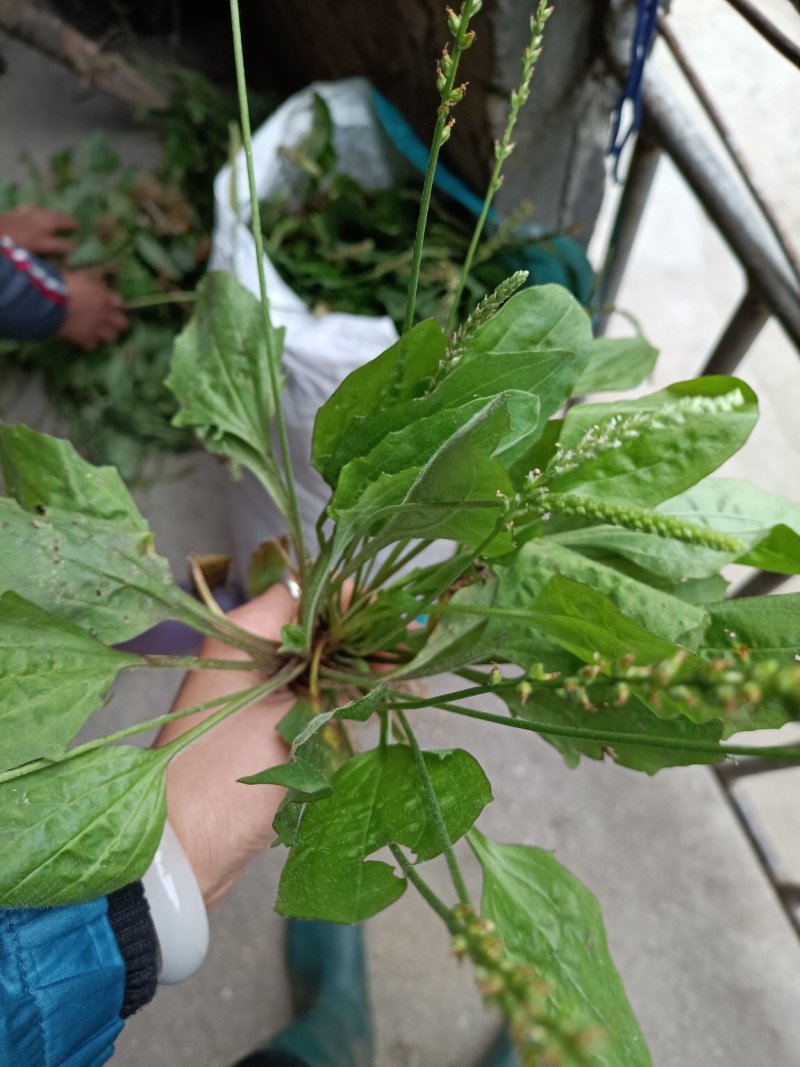 广西河池巴马野生车前草，中药材，现挖现发