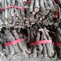 桐树种根专用，桐树苗，泡桐树苗育苗专用泡桐树根