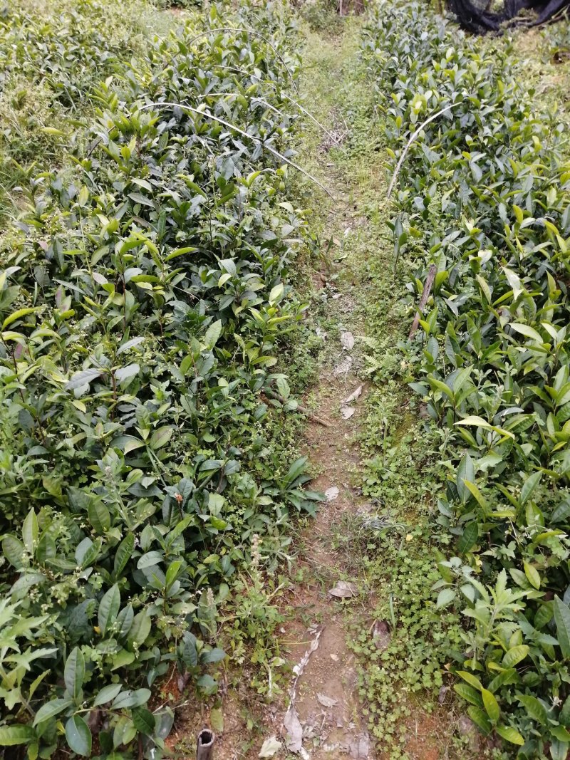 茶苗，单枞茶苗，八仙茶苗，鸭屎香茶苗