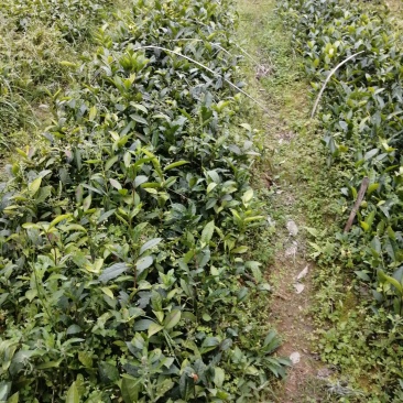 茶苗，单枞茶苗，八仙茶苗，鸭屎香茶苗