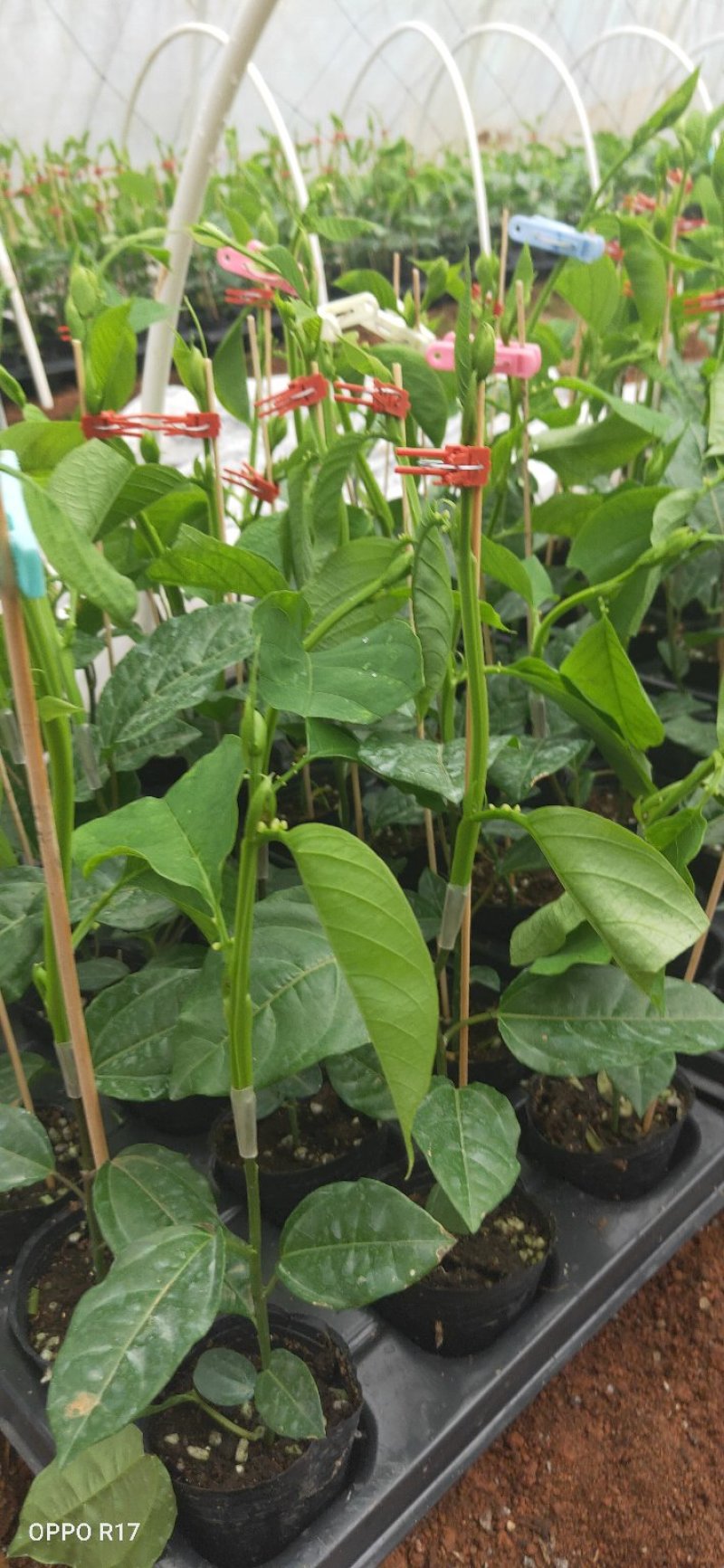 包邮正品【广西灵山绿皮香蜜百香果】嫁接苗/直销