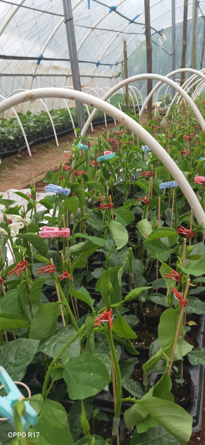 包邮正品【广西灵山绿皮香蜜百香果】嫁接苗/直销