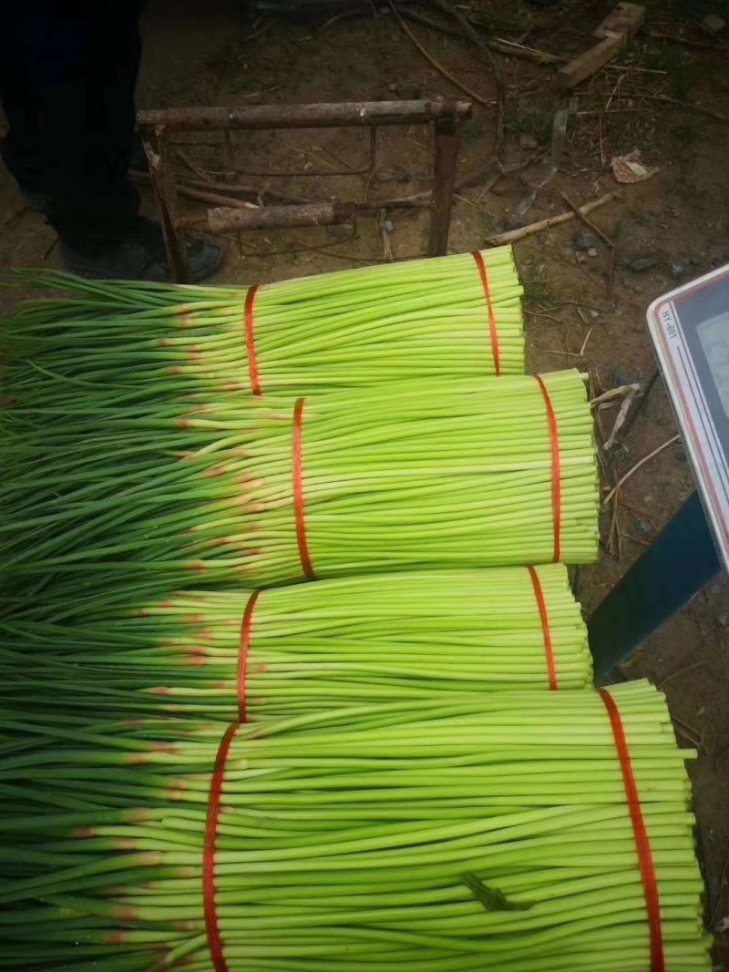 精品红帽蒜薹大量上市，60公分以上产地大量商超市场