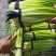 精品红帽蒜薹大量上市，60公分以上产地大量商超市场