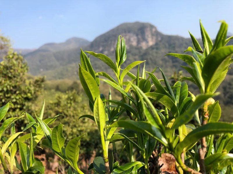 云南普洱茶无量山古树茶生态古茶绿茶散茶茶叶生茶