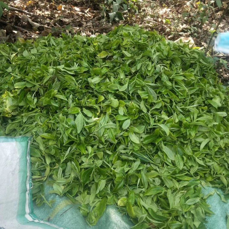 云南普洱茶无量山古树茶生态古茶绿茶散茶茶叶生茶