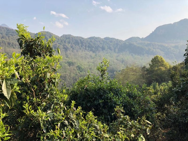 云南普洱茶无量山古树茶生态古茶绿茶散茶茶叶生茶