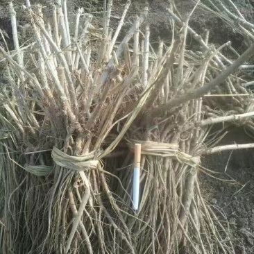 刺嫩芽苗，无死根无烂根，免费提供种植管理技术
