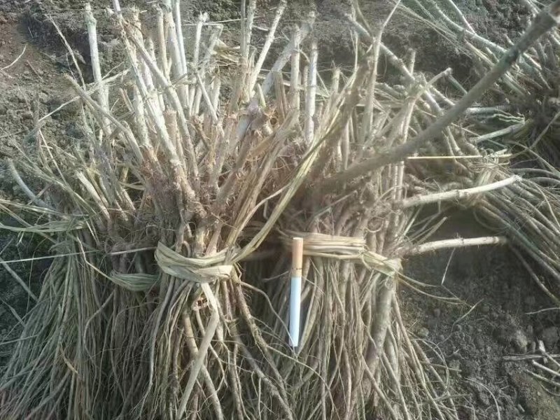 刺嫩芽苗，无死根无烂根，免费提供种植管理技术