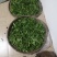 生态茶大树茶，云南腾冲高茶多酚