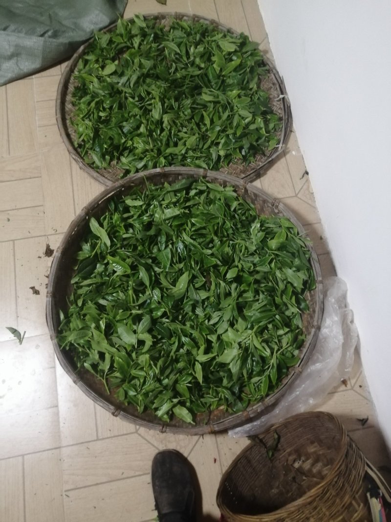 生态茶大树茶，云南腾冲高茶多酚