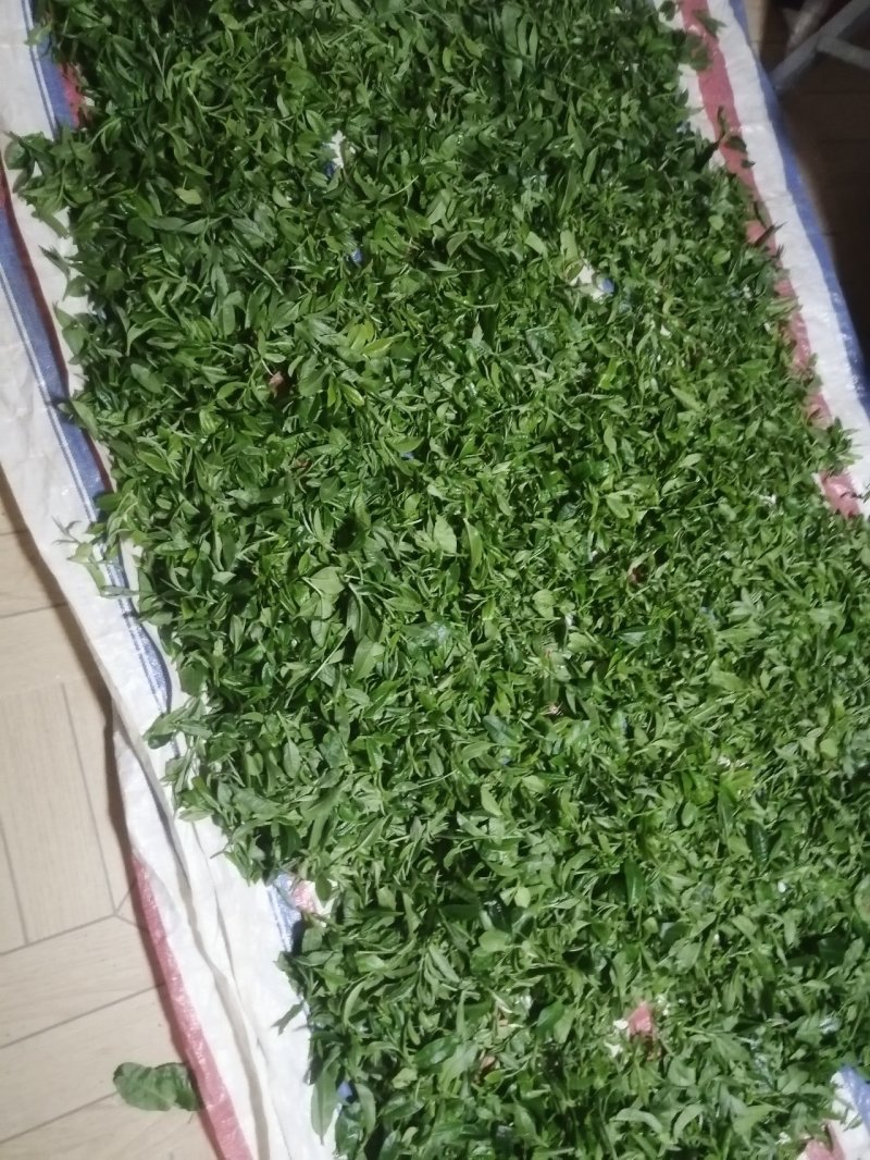 生态茶大树茶，云南腾冲高茶多酚