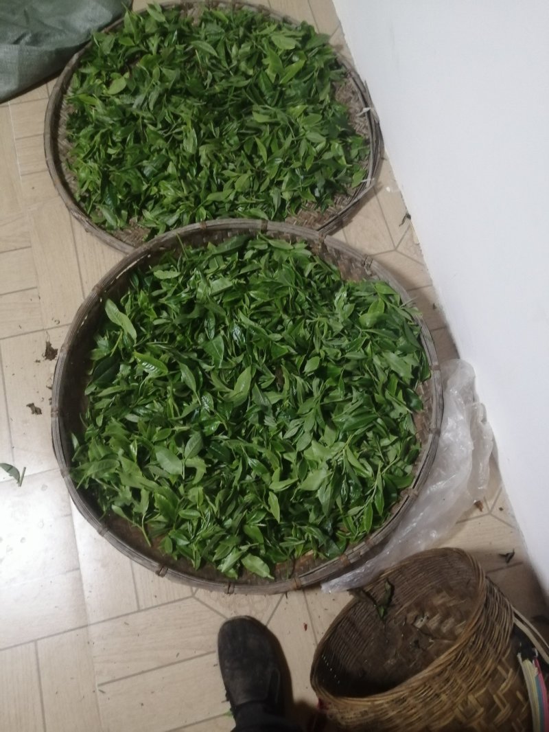 生态茶大树茶，云南腾冲高茶多酚