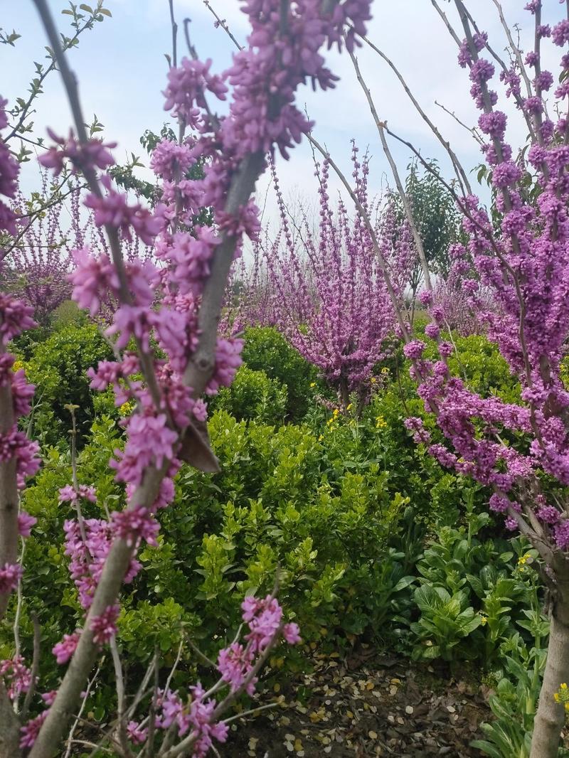 紫荆，紫荆苗，紫荆树庭院种植