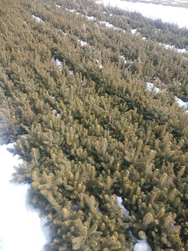 出售云杉，四年生，上山苗，