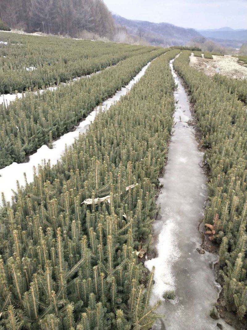 出售云杉，四年生，上山苗，
