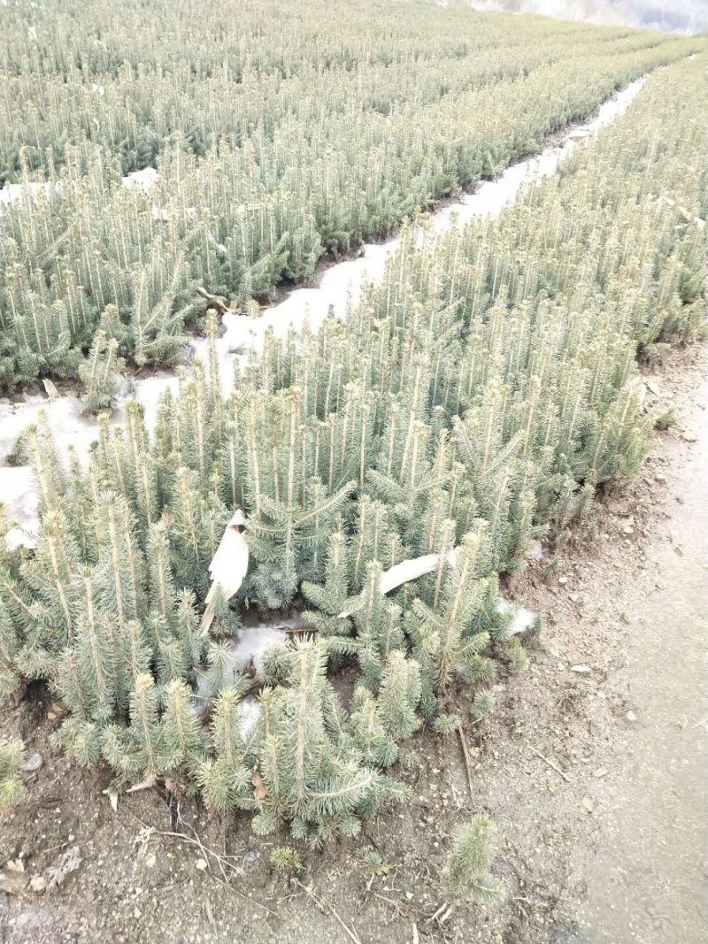 出售云杉，四年生，上山苗，