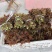 泰安新泰放城马家寨子村香椿芽大量上市