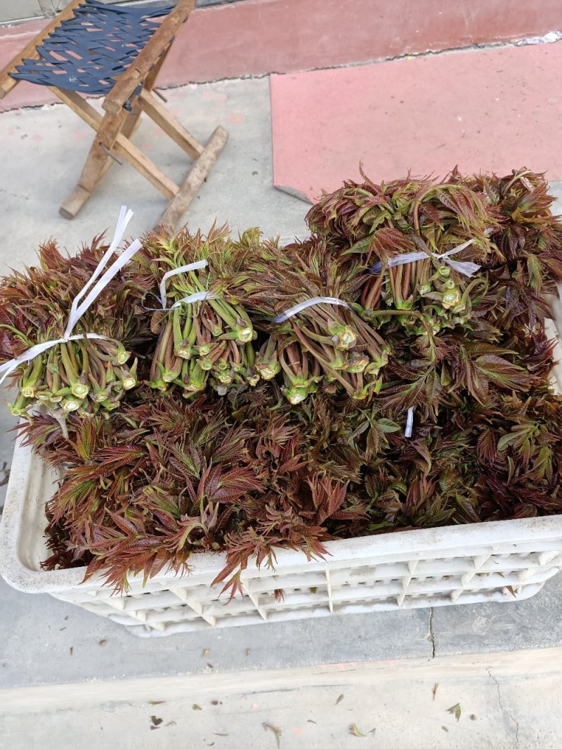 泰安新泰放城马家寨子村香椿芽大量上市