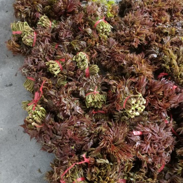 泰安新泰放城马家寨子村香椿芽大量上市