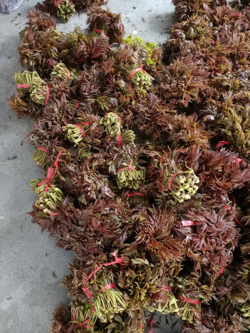 泰安新泰放城马家寨子村香椿芽大量上市