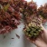 泰安新泰放城马家寨子村香椿芽大量上市