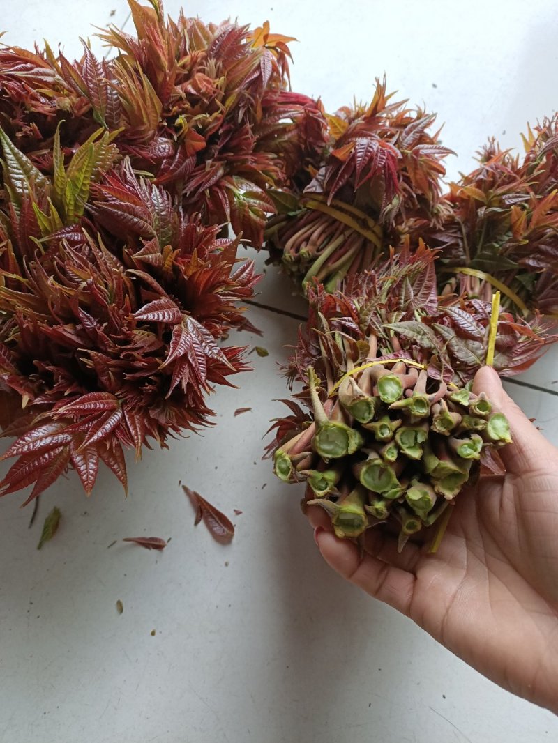 泰安新泰放城马家寨子村香椿芽大量上市