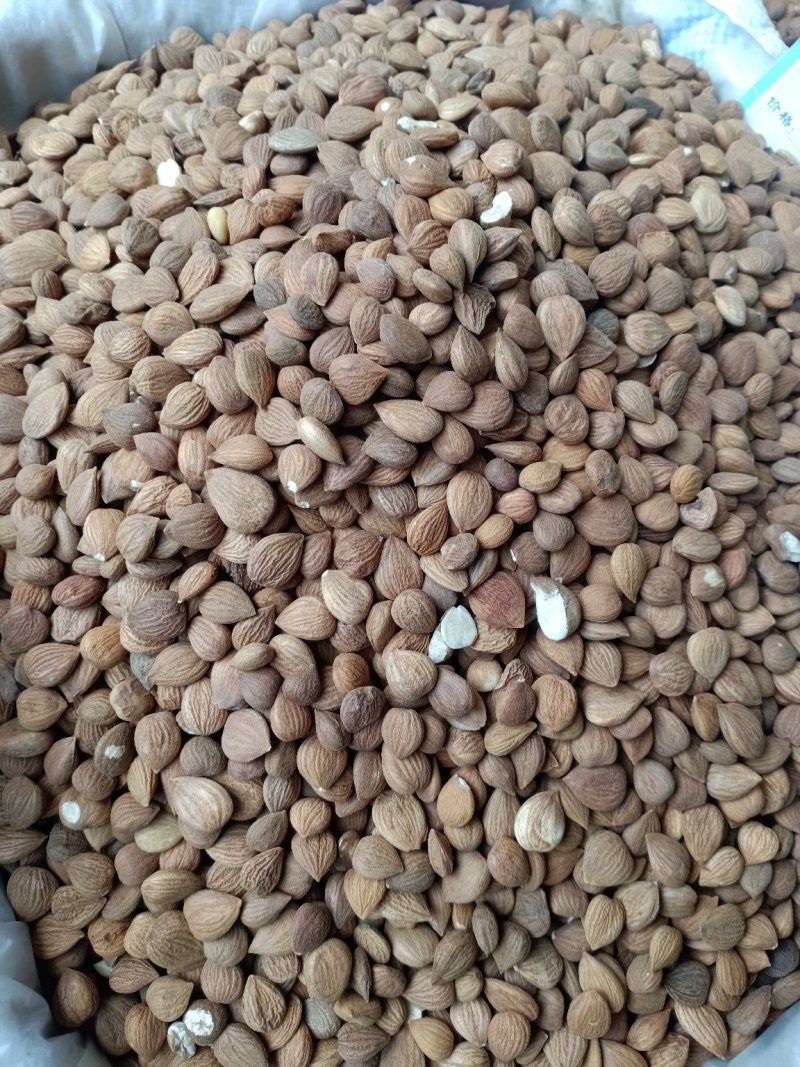 桃仁！产地直供！大货批发一手货源价格优！