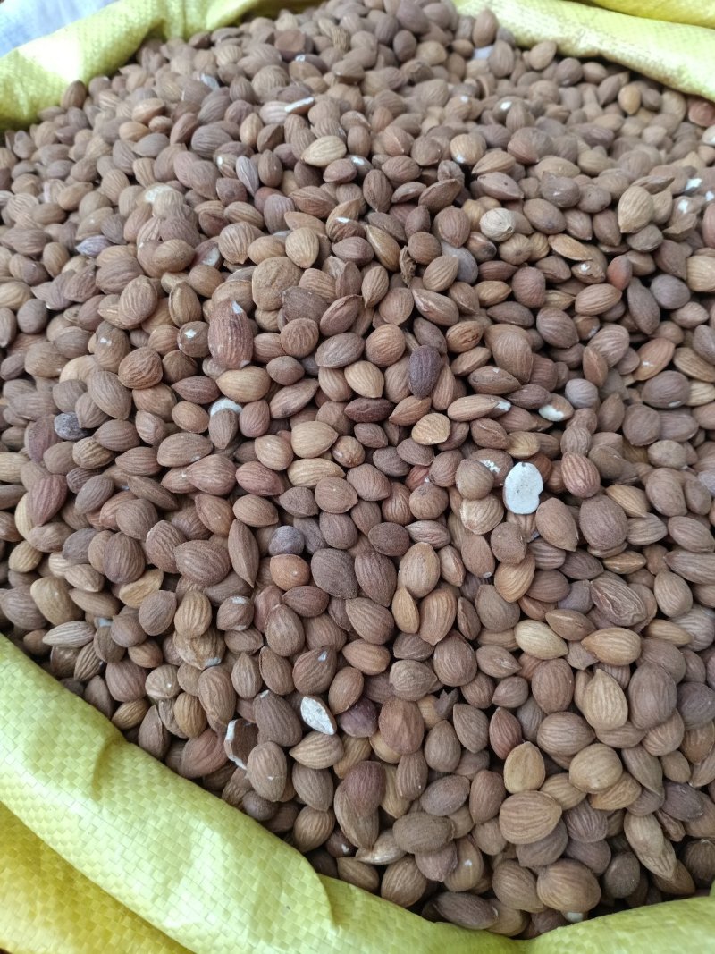 桃仁！产地直供！大货批发一手货源价格优！